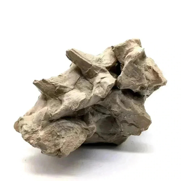 Unique Oreodont Fossil Vertebraein Matrix amazing display piece